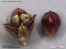   Fruits, seeds:   Luzula ovata ; Photo by South Australian Seed Conservation Centre, used with permission 
